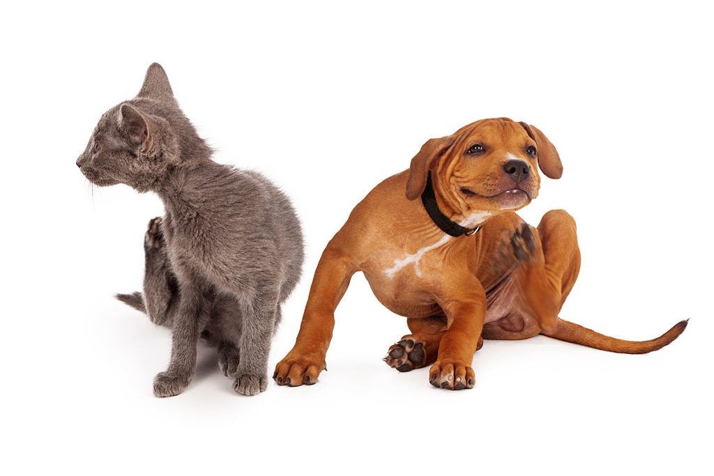 Help your pet avoid itch skin. Cat and dog itching.