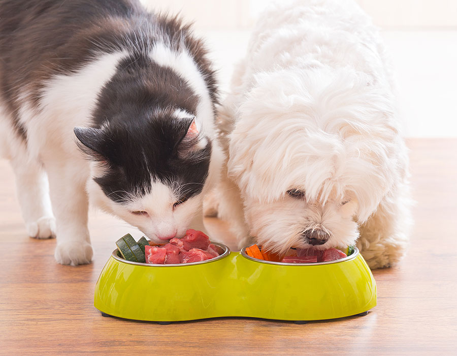 Common misconceptions about raw diets for cats