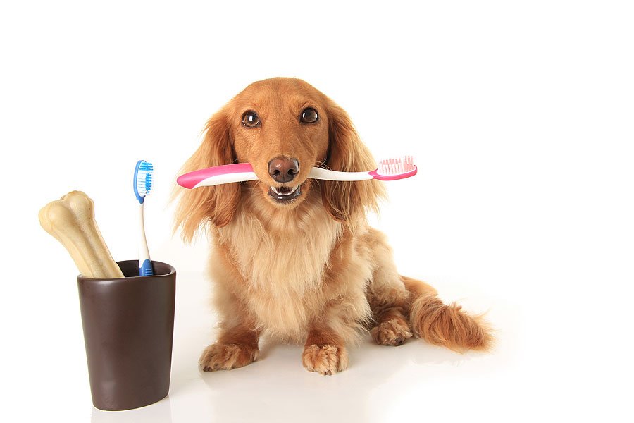 How to Brush Your Dog's Teeth | PetPros | Seattle's Favorite Pet Store