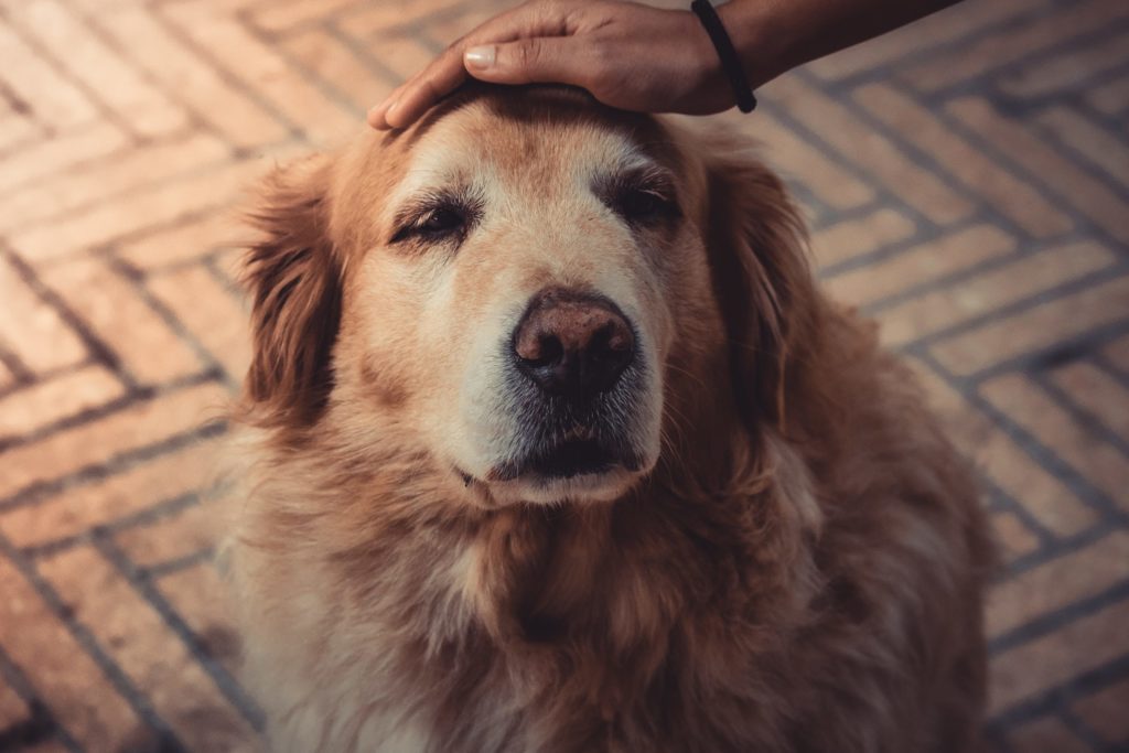 3 reasons to adopt a senior pet
