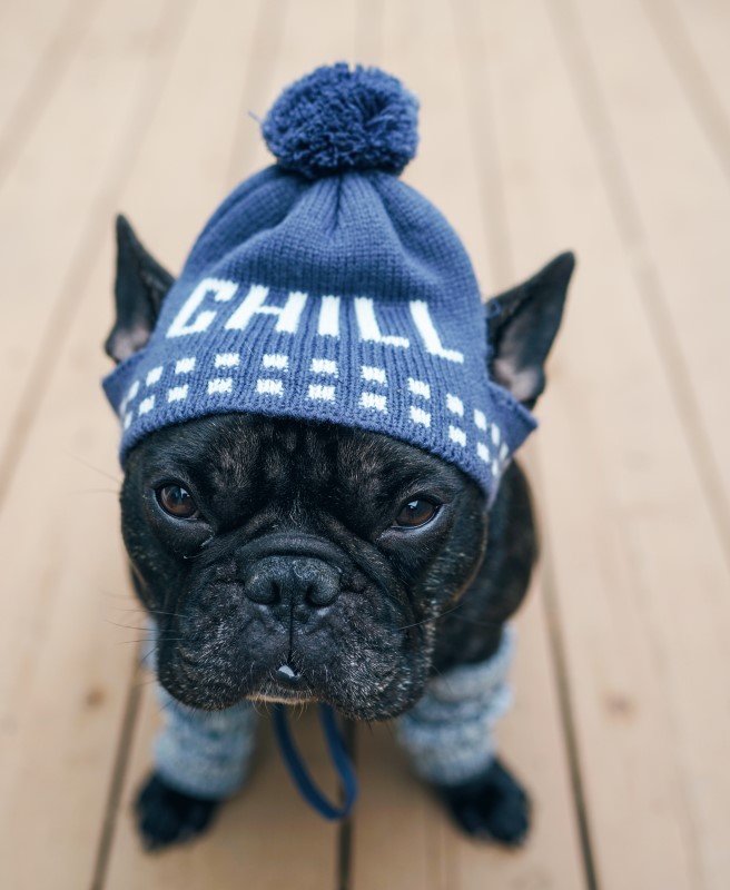 puppy with clothes for the cold